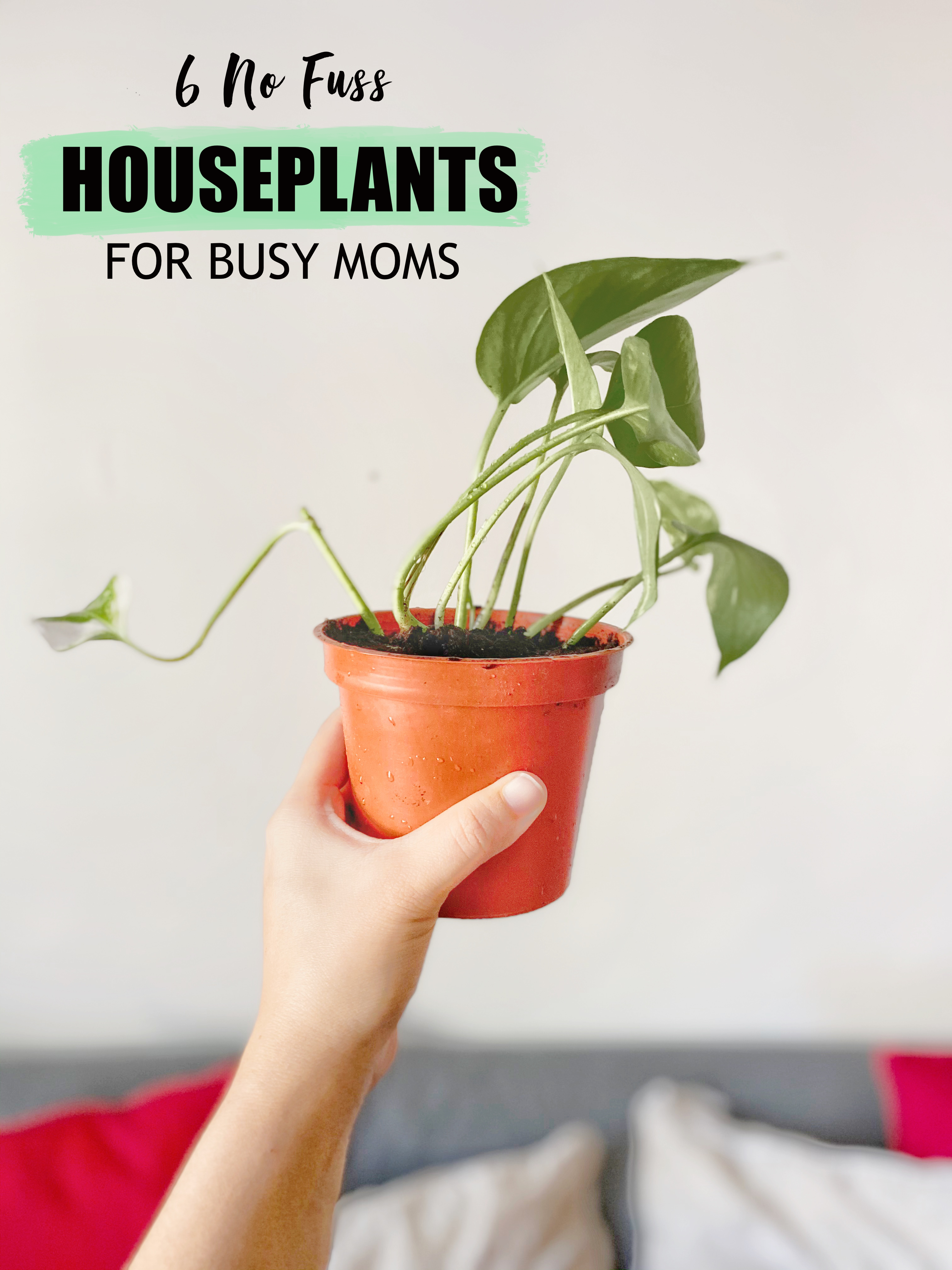 Houseplants for busy moms