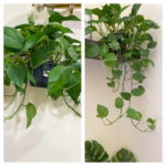 Top 5 Tips To Grow Pothos Faster Indoors